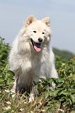CHIEN FINNOIS DE LAPONIE 650